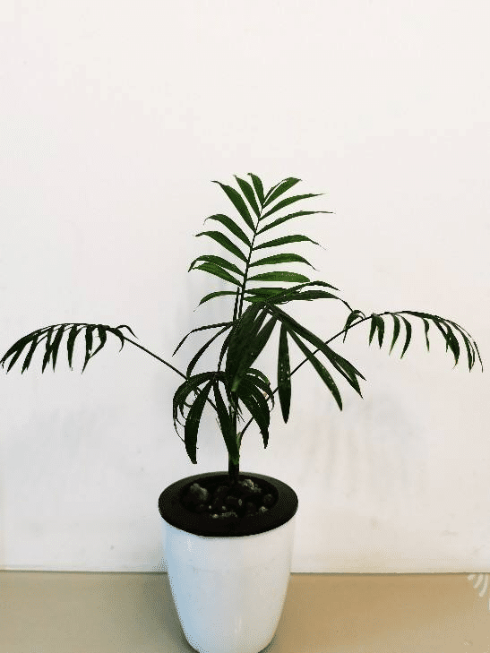 为养花杀手准备的几种不死花,好养易活颜值高,能养死算我输休闲区蓝鸢梦想 - Www.slyday.coM 为养花杀手准备的几种不死花,好养易活颜值高,能养死算我输休闲区蓝鸢梦想 - Www.slyday.coM