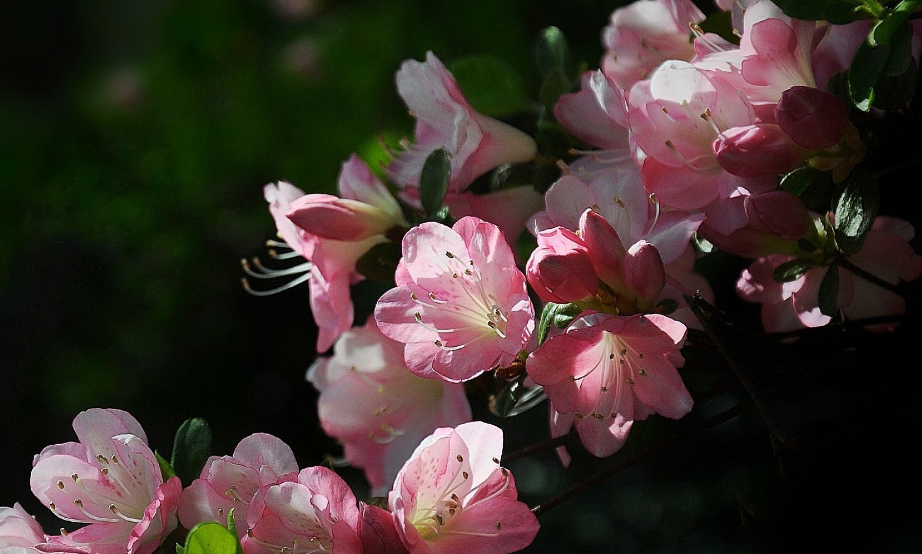 缤纷多彩,杜鹃花开!_高清图集_新浪网