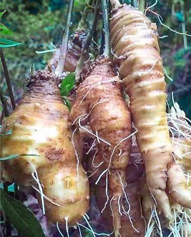 大山里的"野萝卜",看到是福气,很珍贵,不要一次挖