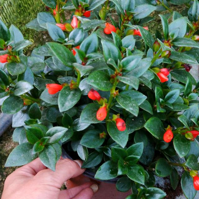 养金鱼吊兰,浇点催花肥水,长出满盆"小鱼嘴"