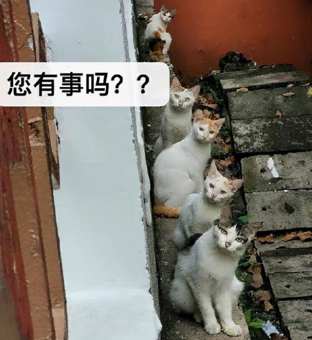 人类幼崽的成长有多感人 人类幼崽的迷惑行为休闲区蓝鸢梦想 - Www.slyday.coM