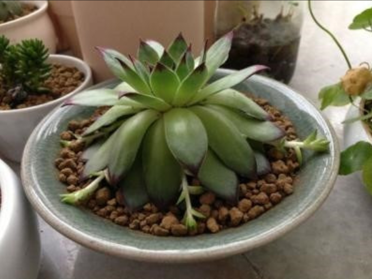 怎么养多肉不会徒长 3eee-c712d3fe63e4b6f78be55e421a56ecc8.png