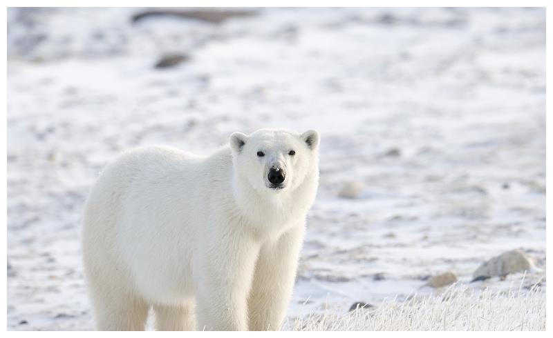 巴罗莫角会杀人的吗它的位置在哪上岛的人都消失了吗