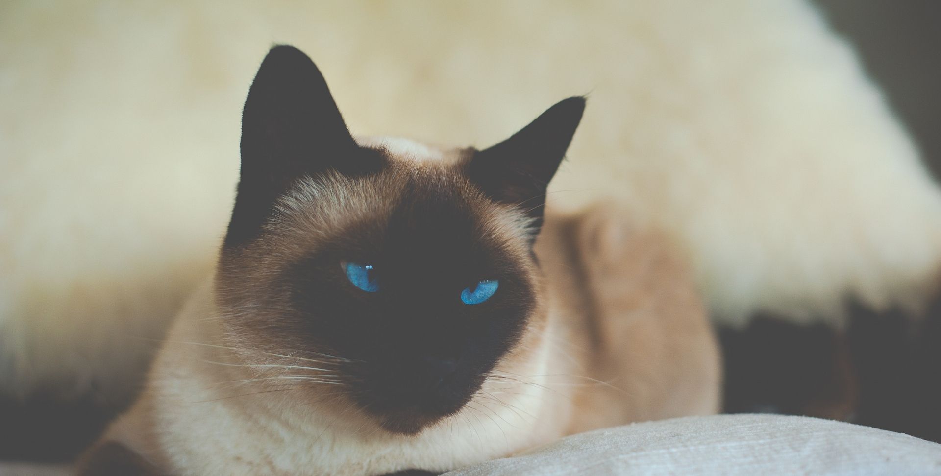 漂亮的暹罗猫高清图片