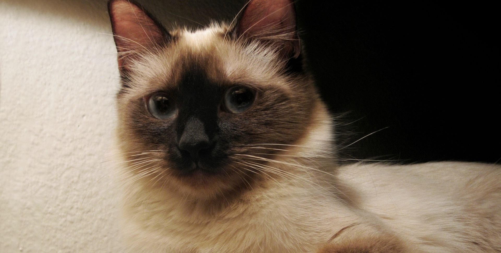 漂亮的暹罗猫高清图片
