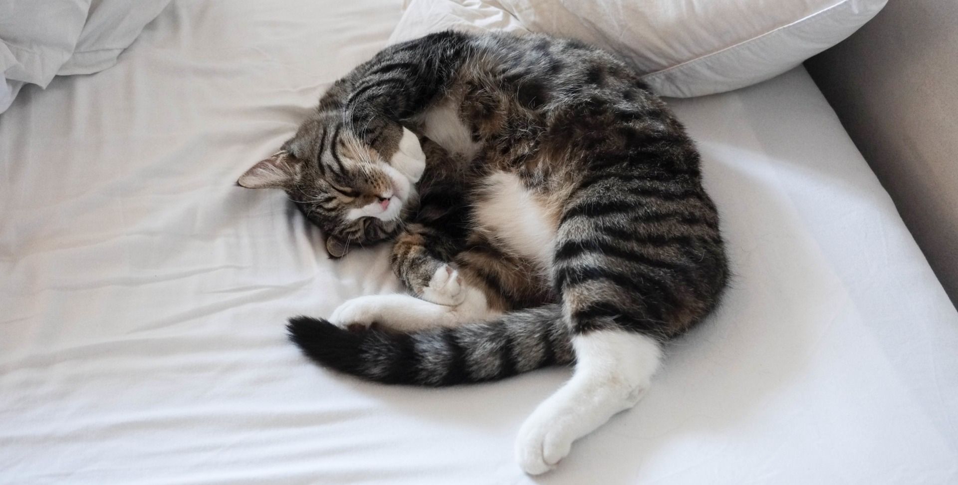 软萌宠物猫咪,对人温顺,面部表情可爱,它是一种慵懒的动物