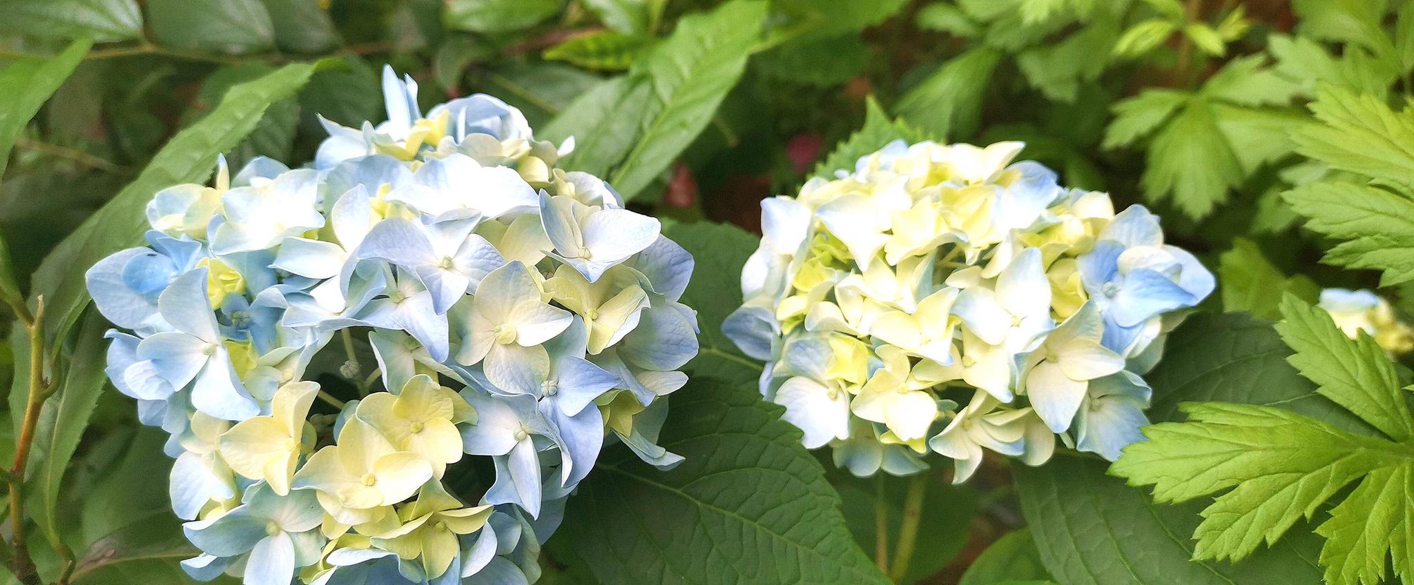 绣球花价格绣球花价格