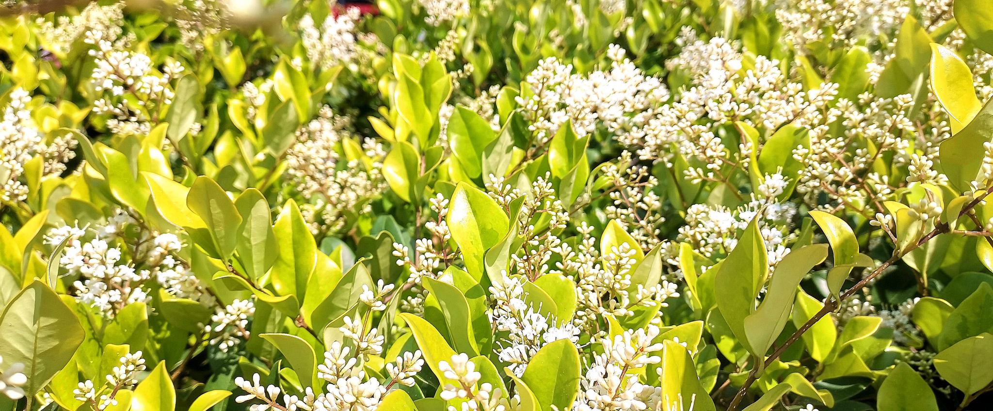 日本女贞花开香气浓 引来蜜蜂采食花粉忙