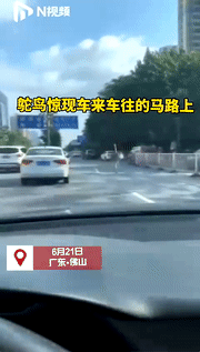 一只大鸵鸟惊现广东街头,与汽车“赛跑”休闲区蓝鸢梦想 - Www.slyday.coM 一只大鸵鸟惊现广东街头,与汽车“赛跑”休闲区蓝鸢梦想 - Www.slyday.coM