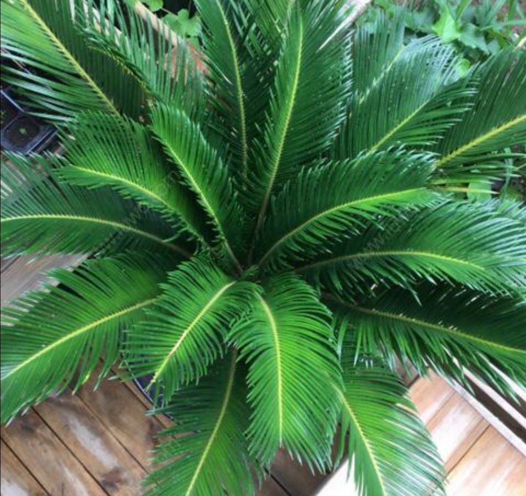 养苏铁盆栽做好5个方面的养护才能大量长叶