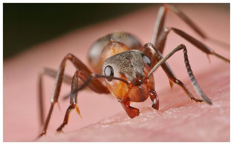 萌宠沙漠行军蚁到底有多厉害呢