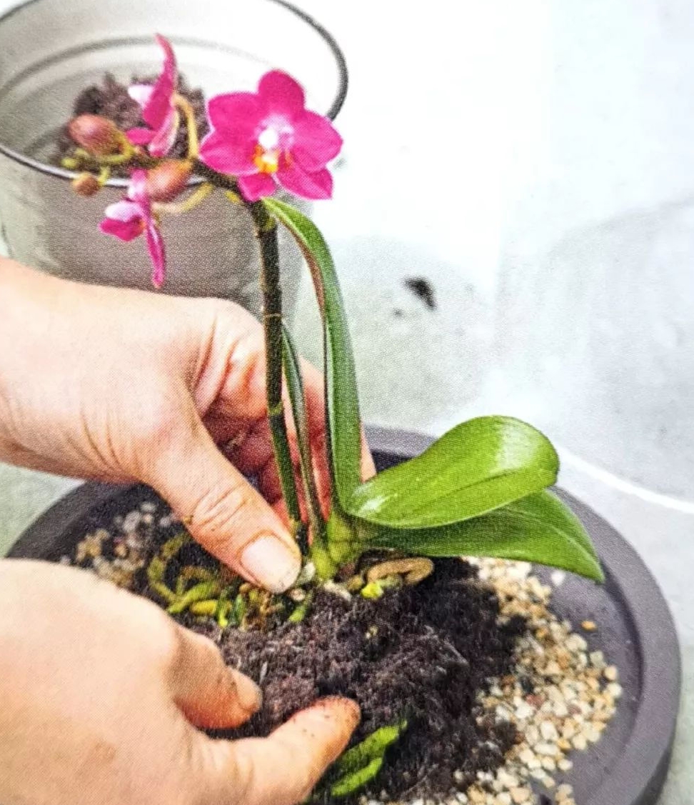 盆栽兰花不过瘾,试试让兰花与玻璃罩成为最佳密友!|苔藓|兰花|玻璃罩_新浪新闻