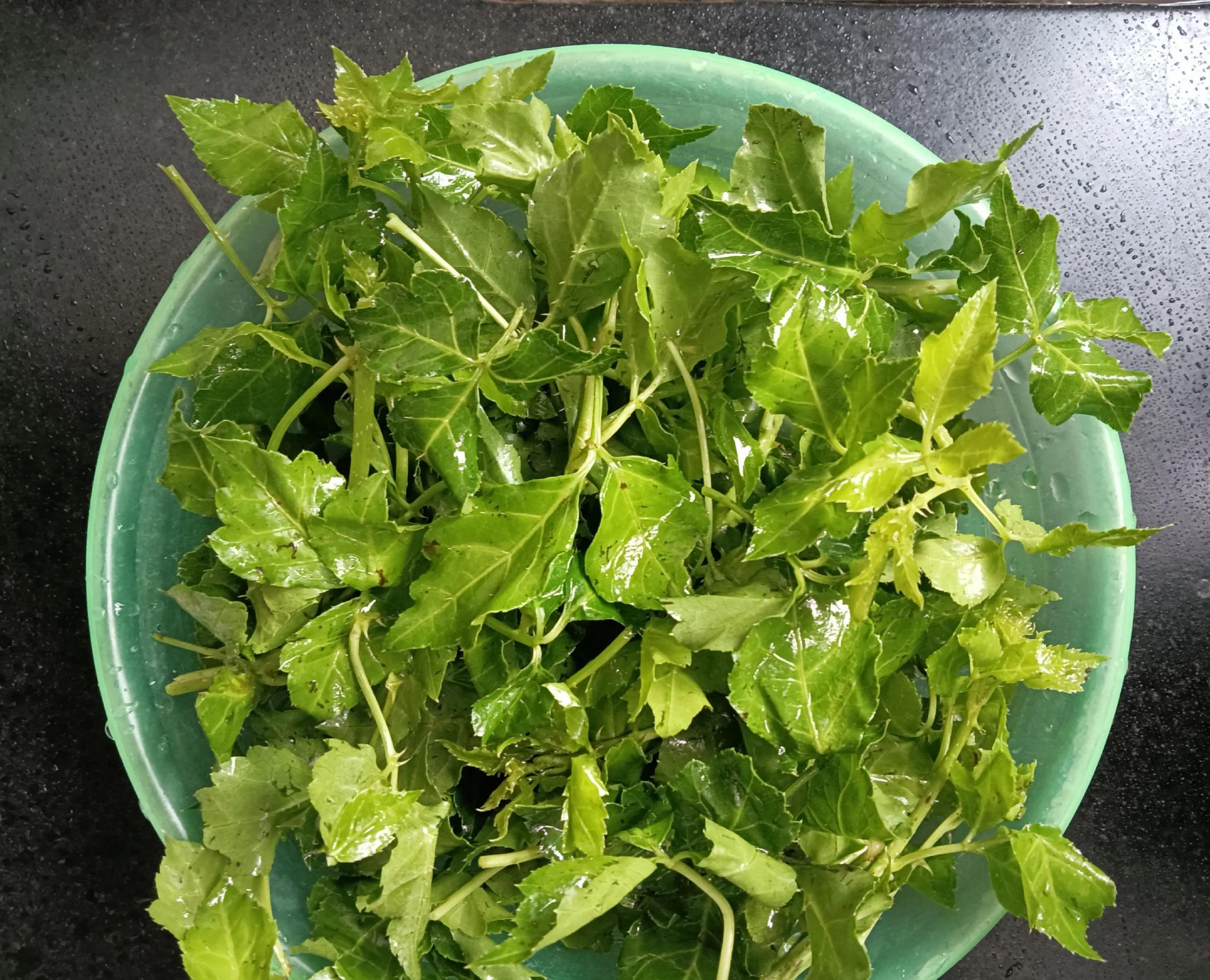 苦刺心猪肝汤满满是春天的味道