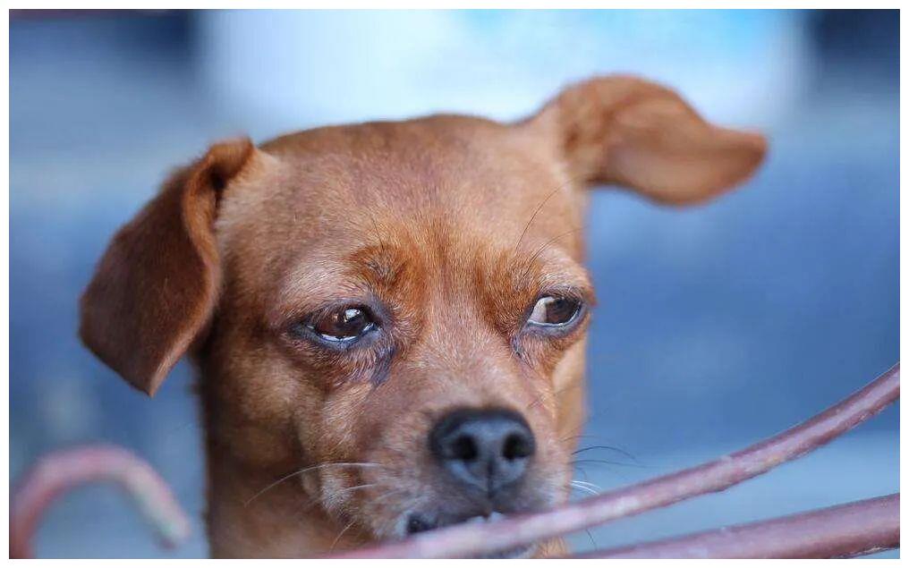 狗狗哭泣的5大原因,你能理解它的忧伤吗?