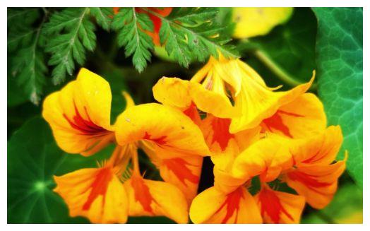 从8月8日开始 家养此款花卉 耐热耐晒更耐旱 花中劳模 旱金莲 绣球花 三角梅 新浪新闻