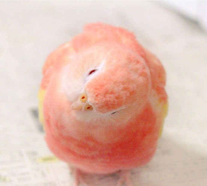 吸一口夏日水蜜桃味的秋草鹦鹉,好漂亮,好想也养一只