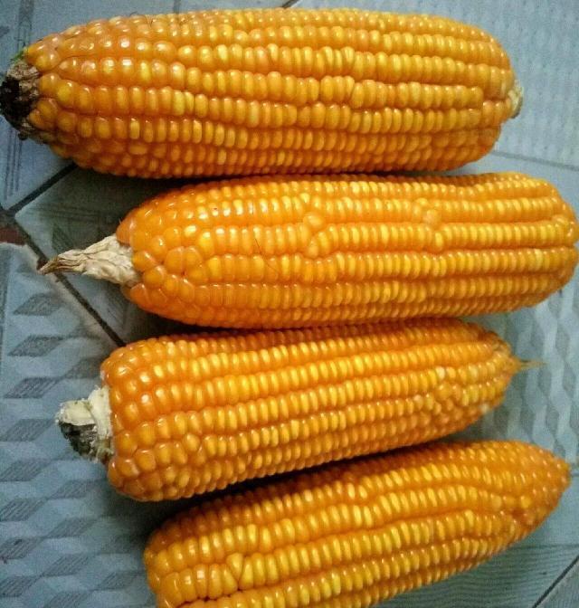 玉米中加点它,从此走上了大鲫大鲤之路