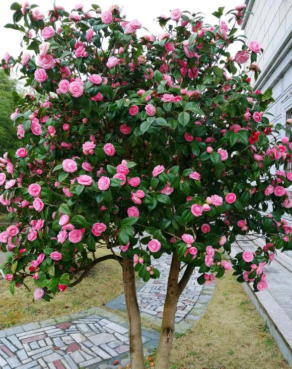 他家院子里养了一棵茶花,足足有3米高,花朵开爆枝头,路人都夸__财经