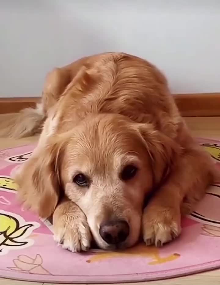 给大家一个表情包金毛萌宠搞笑视频