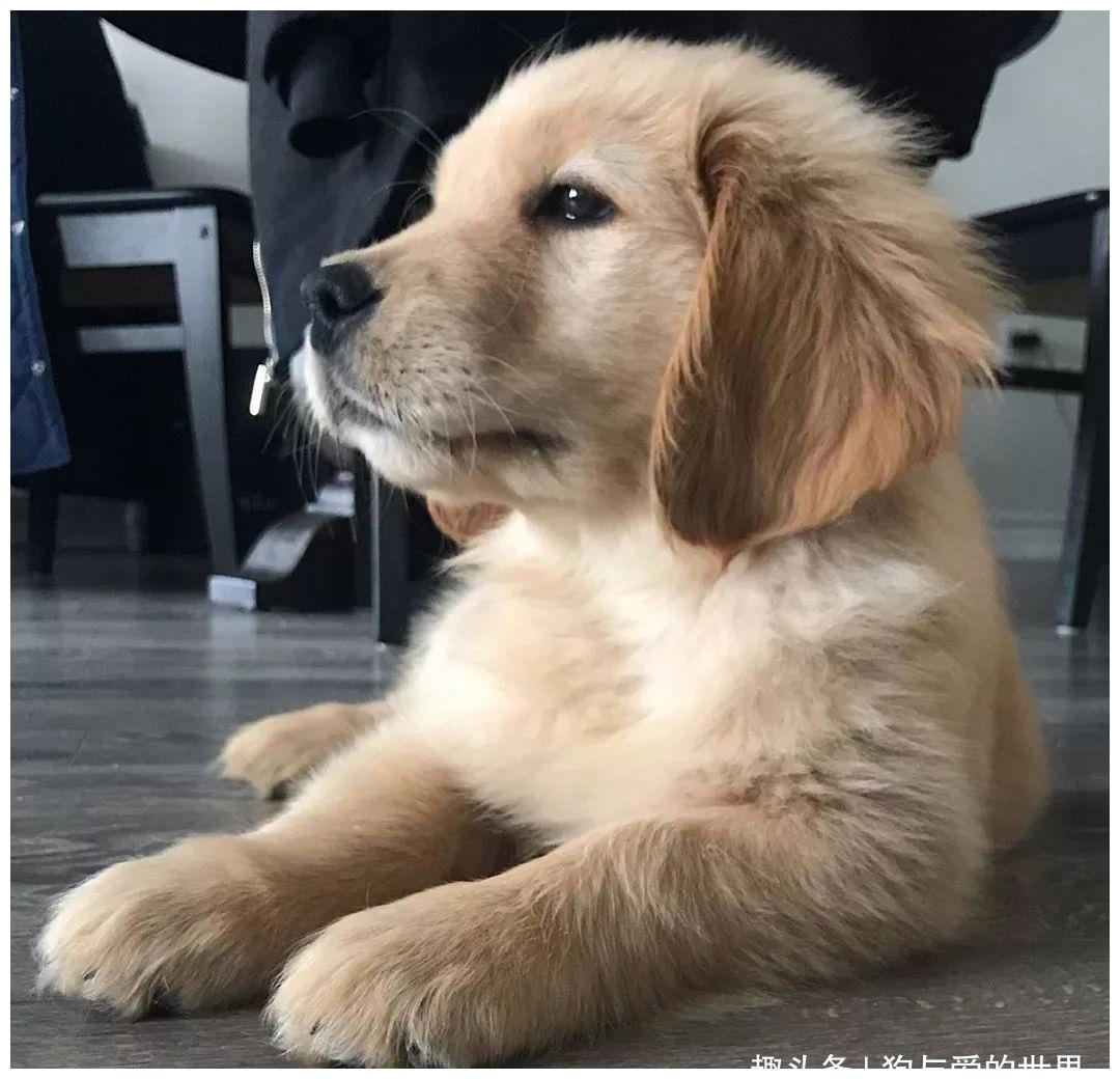 女孩想养一只"暖心"的狗,大家都推荐了金毛,可结果……|金毛|狗狗|小