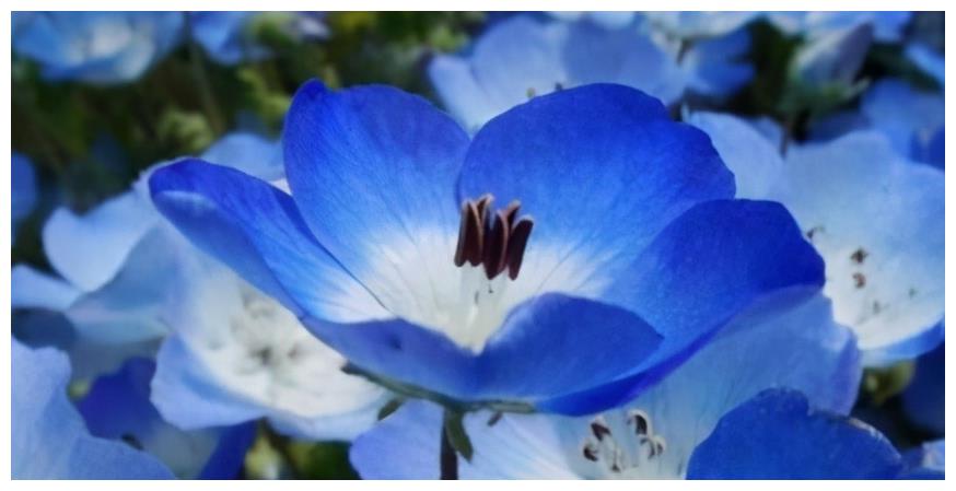 粉蝶花被称为婴儿蓝眼 这样养粉蝶花除了观赏还可以盈利创收