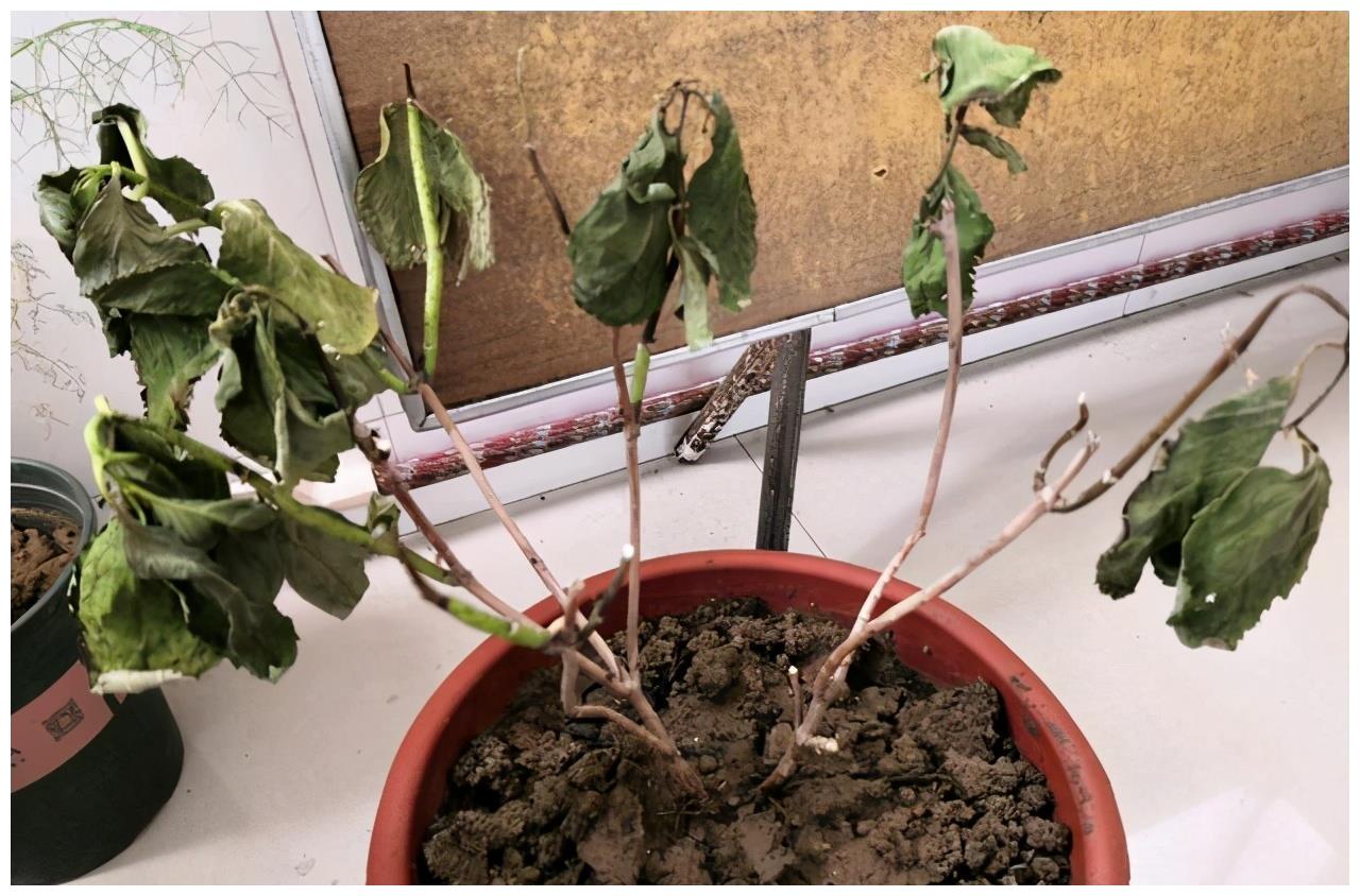 夏季绣球花叶黄干枯,僵苗不长大,怎么回事?