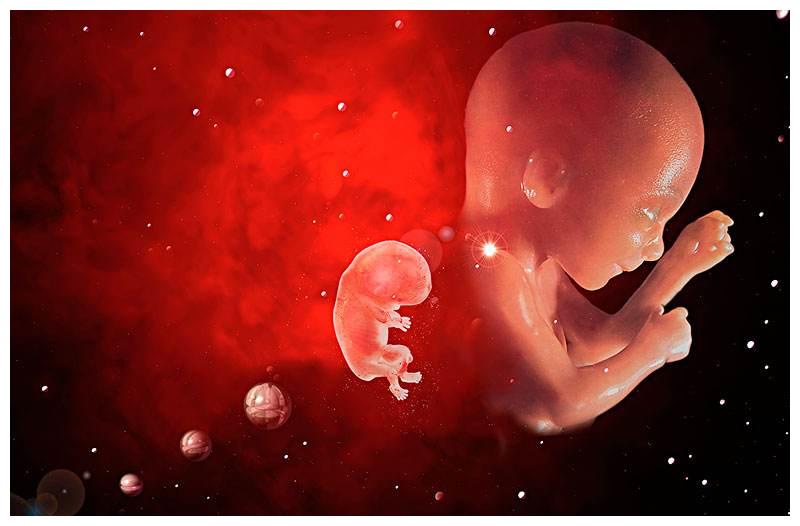 怀孕24周胎儿发育图图片