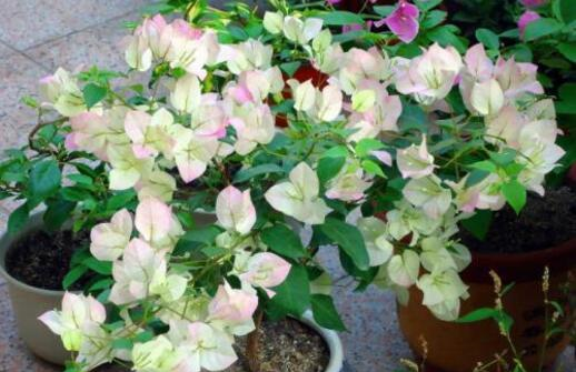 养三角梅,做到“3多、1控”,开完一茬又茬,一茬比一茬开得多休闲区蓝鸢梦想 - Www.slyday.coM 养三角梅,做到“3多、1控”,开完一茬又茬,一茬比一茬开得多休闲区蓝鸢梦想 - Www.slyday.coM