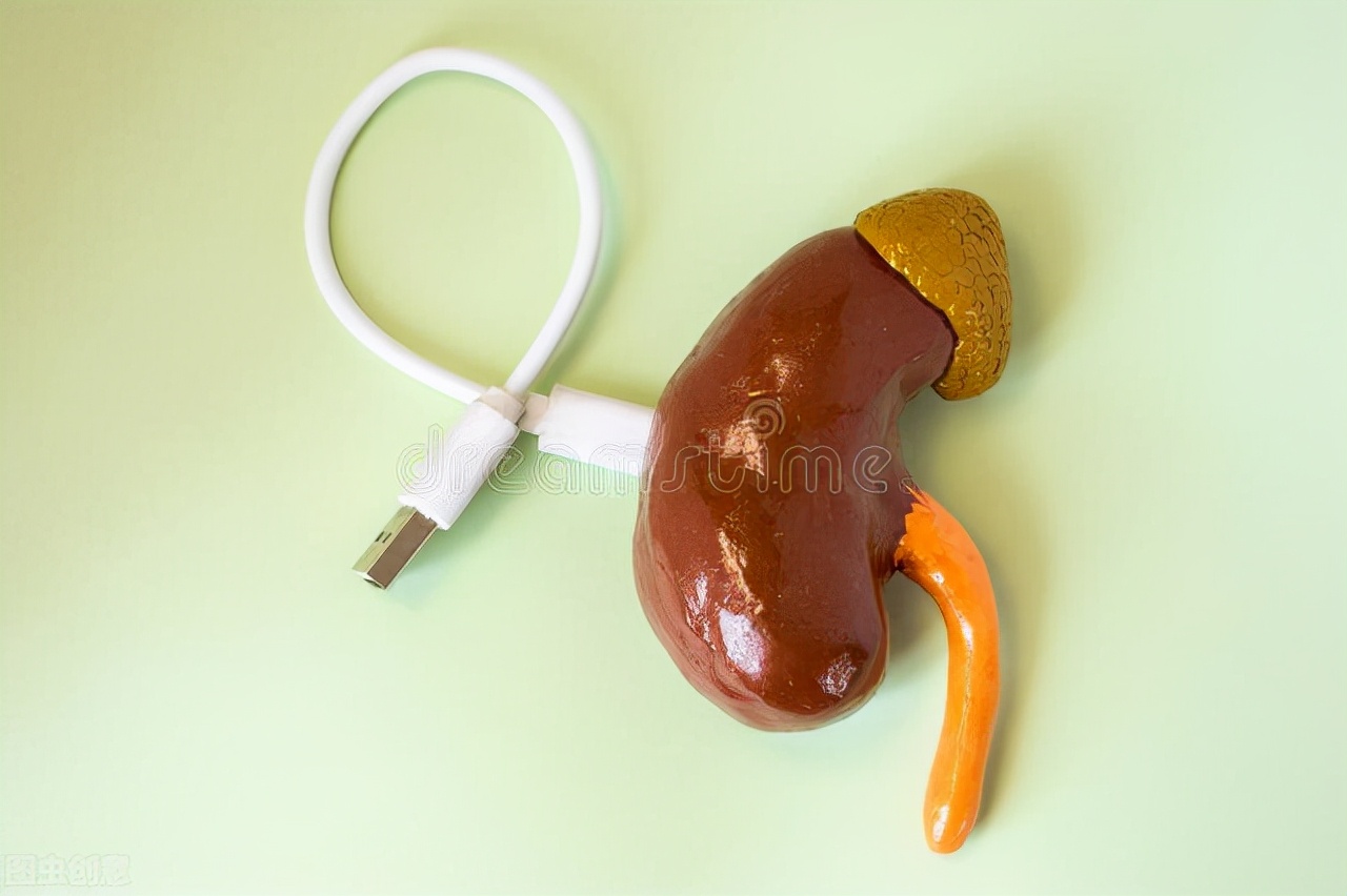 可移植,完整肾功能的人工肾脏原型机试验成功,或可终结肾源短缺__财经