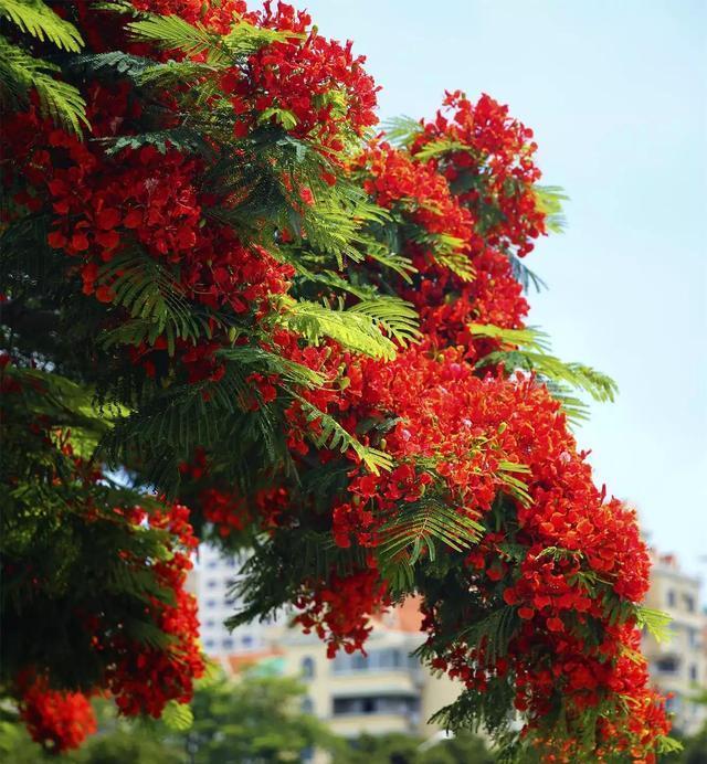 世界名树凤凰树