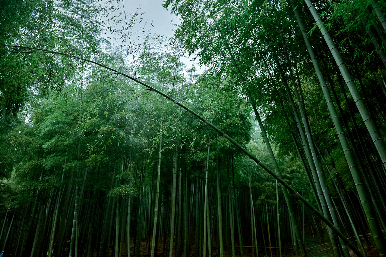 春游踏青记中国大竹海低音号旅游