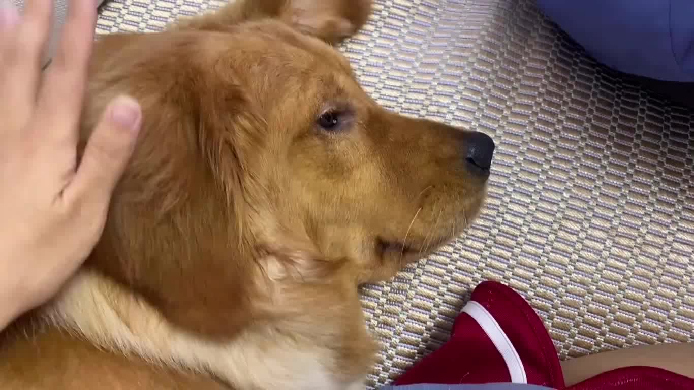 金毛偷偷在沙发躺着有一点难过,小狗狗也有心事,怎么都哄不好