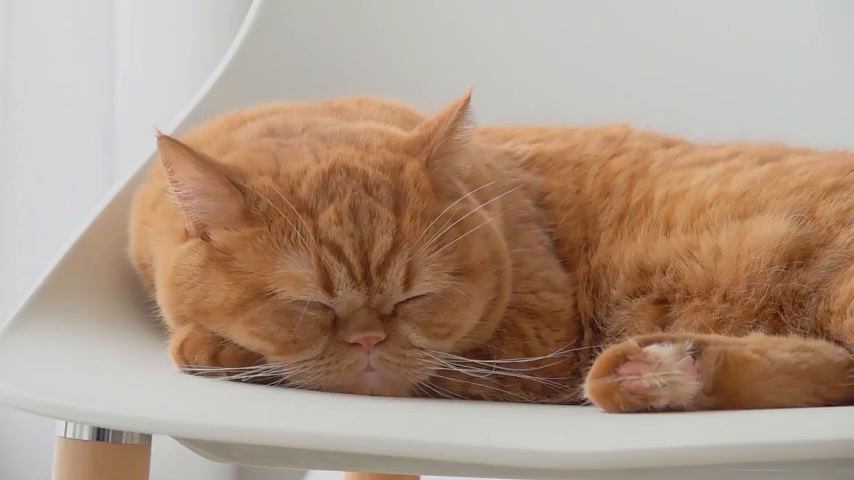 奶油家:整天跟着瞎掺和的lulu猫,非常可爱!