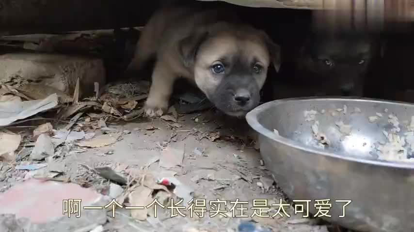 垃圾箱下的流浪狗饿坏了,狗妈妈一直守护孩子叫个不停,母爱伟大