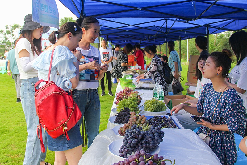 自贡:千亩葡萄园果香四溢 荣边镇第八届生态葡萄采摘节开幕