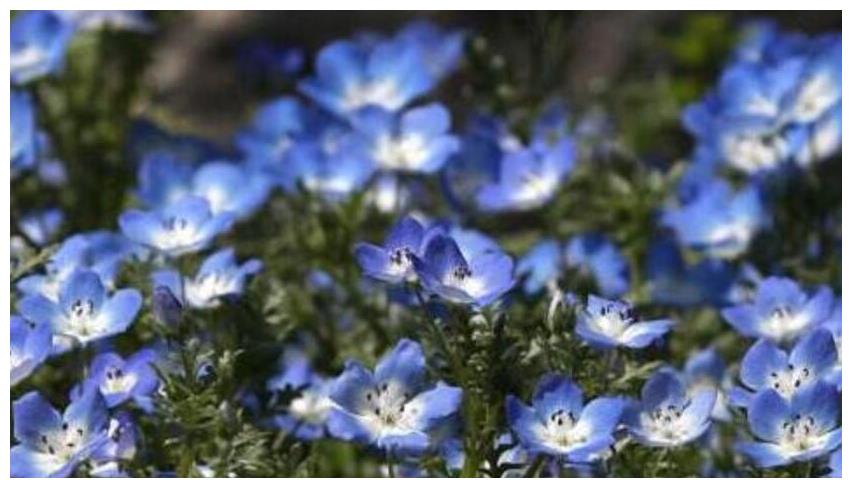 粉蝶花被称为婴儿蓝眼 这样养粉蝶花除了观赏还可以盈利创收 粉蝶花 蓝眼 创收 新浪新闻