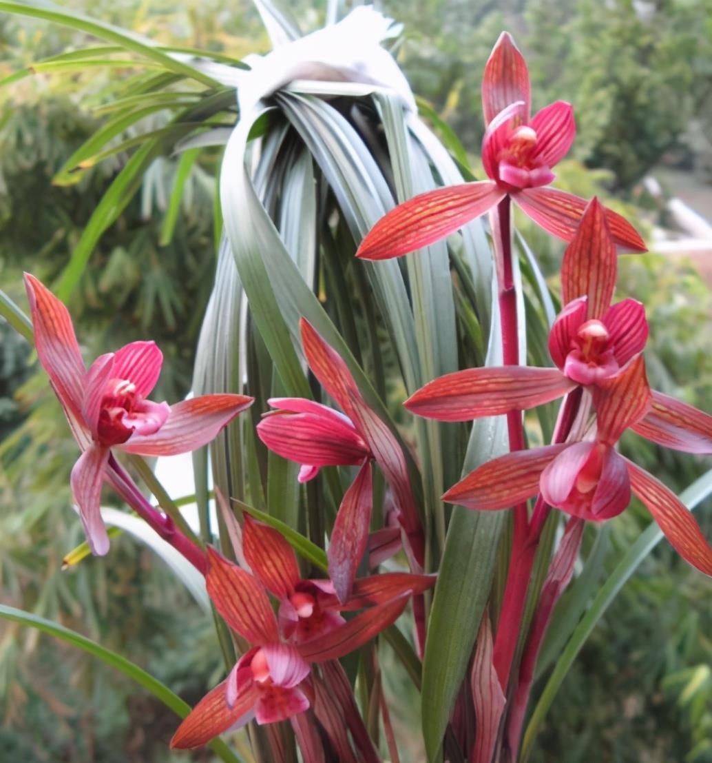 此兰花色红艳,花型大气,花开出架,是花迷喜爱的浓香品种|兰花|花型