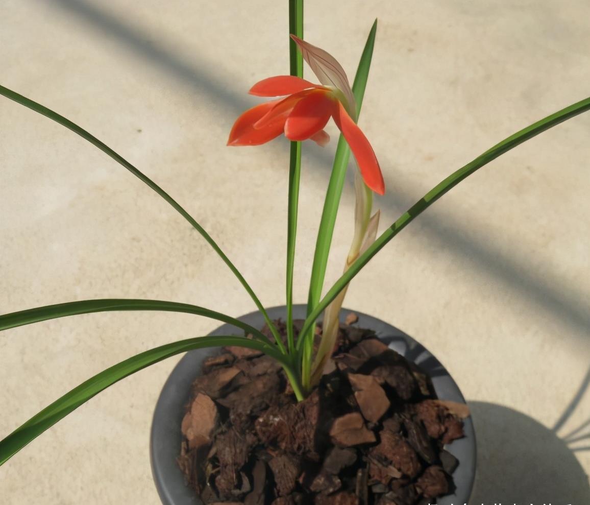 浓香名贵豆瓣兰花色艳丽花型饱满实属难得一见的好花