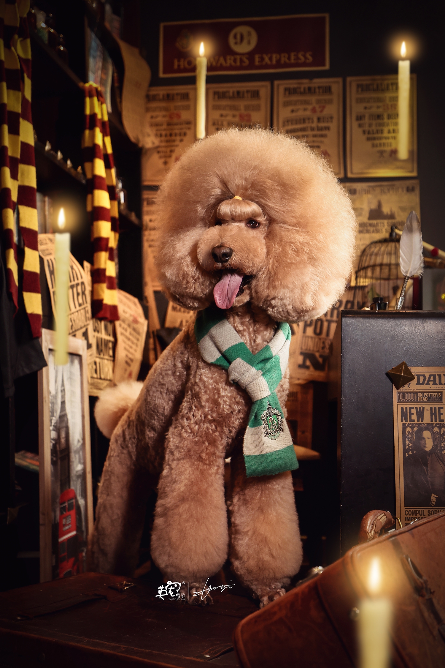 一只超大的巨贵宝宝发型真的是纹丝不动又酷又萌