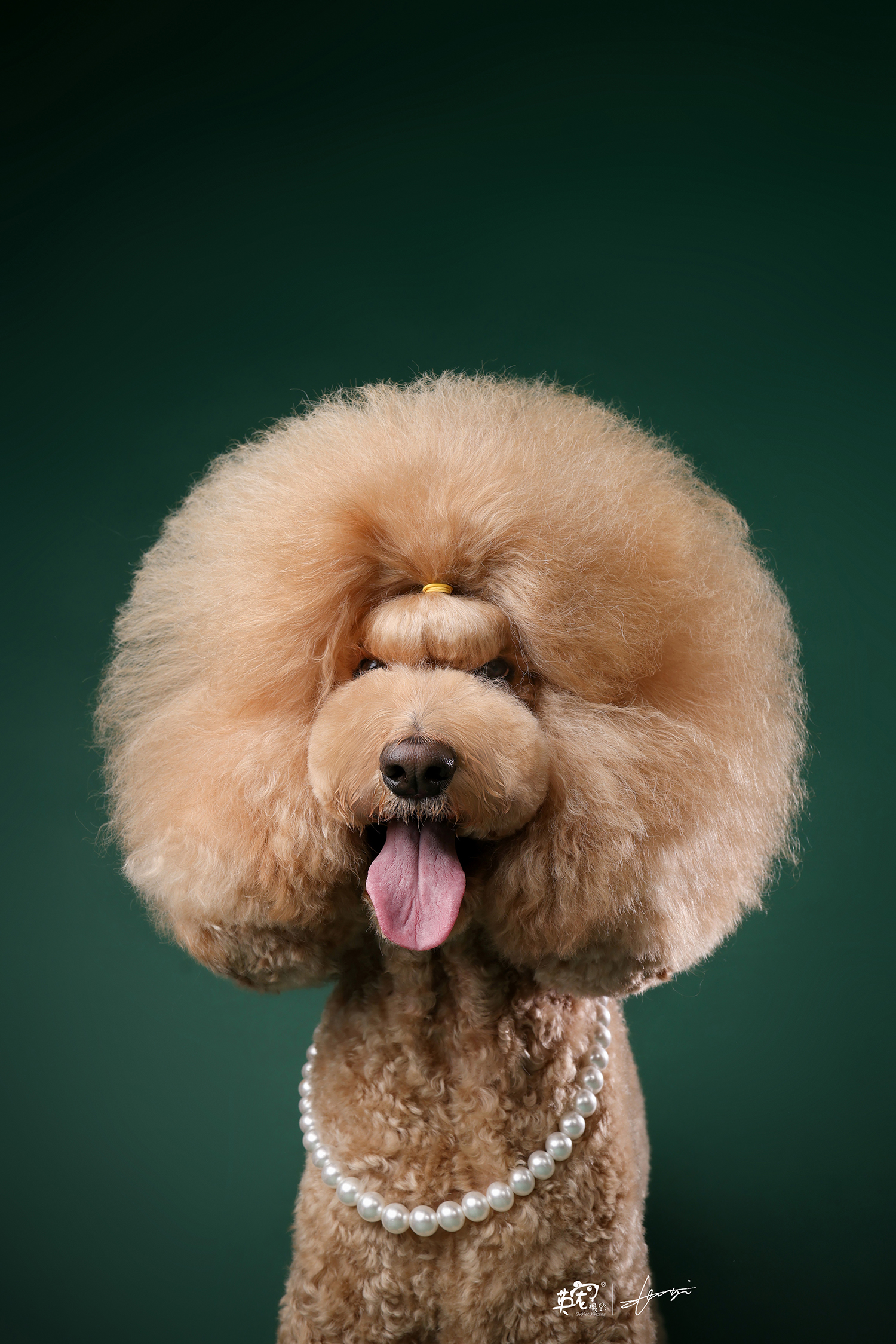 一只超大的巨贵宝宝发型真的是纹丝不动又酷又萌