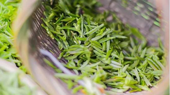 建议中老年人：生活别太节俭，多喝这5款口粮茶，越喝身体越年轻休闲区蓝鸢梦想 - Www.slyday.coM