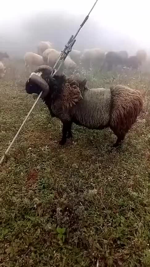 千里羊缘一线牵,羚羊挂角,无法自拔