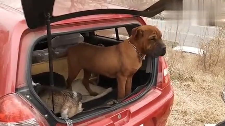拍到一条满脸皱纹的土佐犬和两条柯基犬 它们在一起玩得挺好