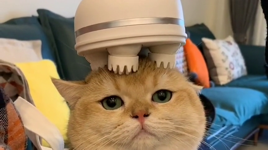 传说没有猫能拒绝的按摩器,来了个全套后,猫:少废话,办卡!