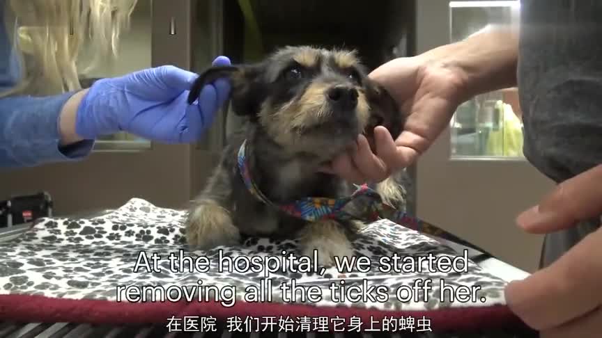 拯救流浪狗,流浪狗身上长很多蜱虫而且腿断了,被拯救后非常活泼
