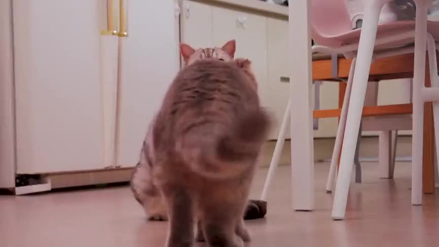 趣味萌宠：大花猫好开心看到主人哦
