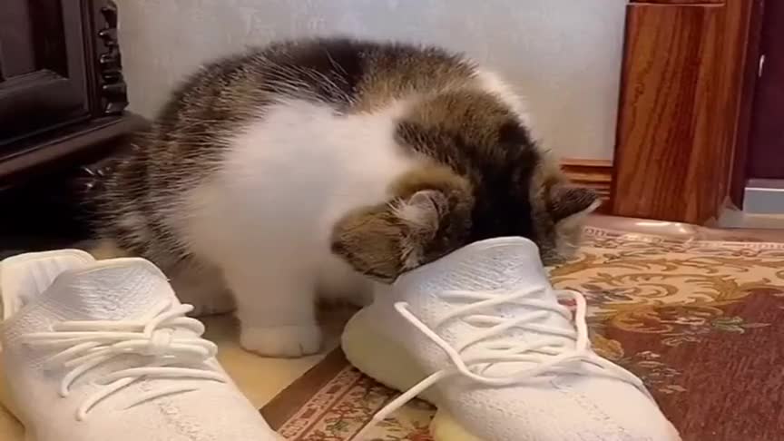 我家猫咪怪癖太独特了,整天闻主人臭鞋,太奇葩了!