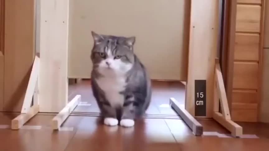 果然猫咪都是水做的 这么小的缝都可以钻过去 真的太厉害了 果然猫咪都是水做的 这么小的缝都可以钻过去 真的太厉害了