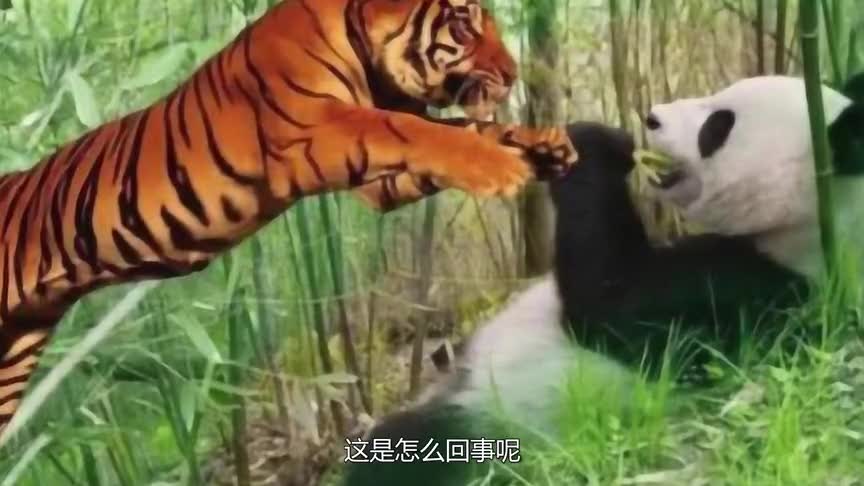 为什么老虎和狮子不攻击大熊猫?国宝:知道我以前是干啥的吗?