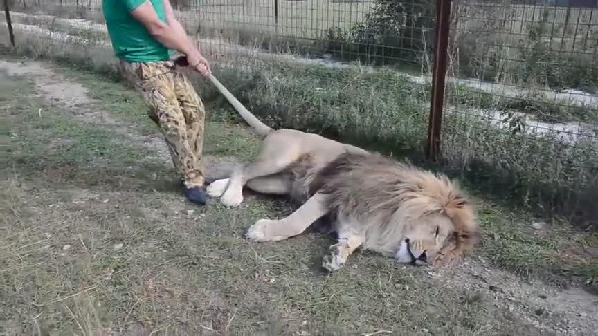 饲养员还真胆大,抓着狮子尾巴使劲拽,狮子:有点想发脾气